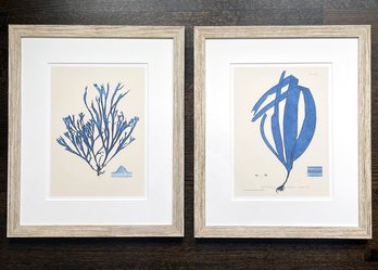 A Pair Of Vintage Oceanic Seagrass Prints With Framing By J. Pocker