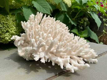 Beautiful Piece Of White Coral With Natural Imperfections