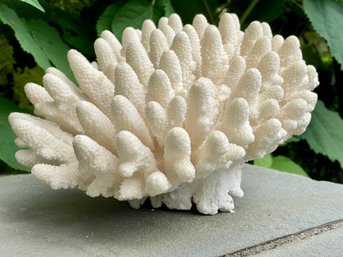 Stunning Piece Of White Finger Coral With Natural Imperfections