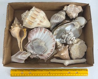 Seashell Lot