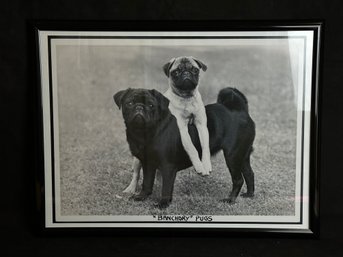 Banchory Pugs Black And White Framed Print