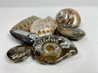 Fossil And Shell Lot (7)