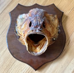 Wide Mouth Bass Taxidermy Mount