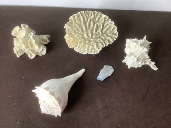 Under The Sea Lot Of 4 - Coral And Shells