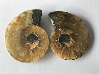 Ammonite Fossil , 4 Inch By 3 1/4 Inch