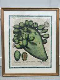 Nicely Framed Botanical Print Depicting  Cactus With Latin (d)