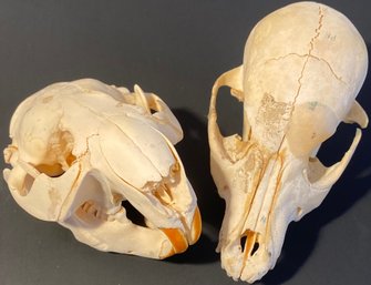 2 Animal Skulls