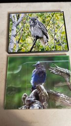 Pair Of Framed Bird Photographs