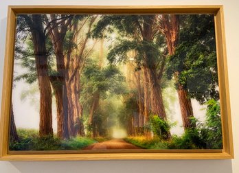 Framed Photograph 'Acacia's In The Mist' Signed And Numbered By Lars Van De Goor