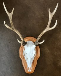 Mounted Deer Scull And Antler Rack