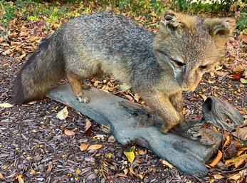 Vintage Full Body Mount Stuffed Gray Fox Taxidermy