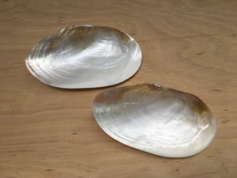 (SET OF 2) VINTAGE LARGE IRIDESCENT SHELLS