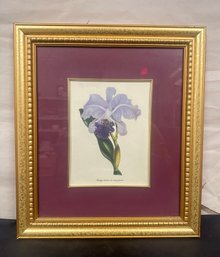 Vintage Lily Flower Print In A Beautiful Gilded Wooden Framed. BS/WA-c