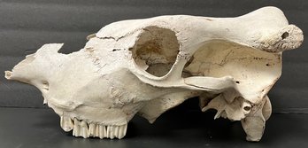 Large Animal Skull - 18 X 9 X 7.5 Inches - Anatomical Specimen - Large Eye Sockets - Bone