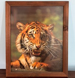 A Vintage Tiger Photograph