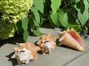 Trio Of Beach Found Conch Shells