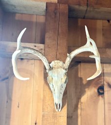 Vintage 8 Point Buck Mount