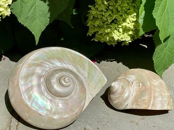 Outstanding Pair Of Natural Mother Of Pearl Seashells