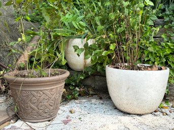 A Trio Of Live Plants In Pots!