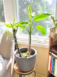 Nice Plant In A Stoneish Pot On Metal Stand