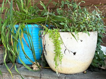 Live Plants In Fiberglass And Acrylic Pots