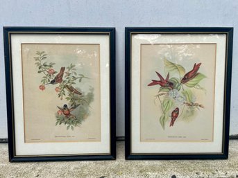 Pair Of Framed J. Gould & H.C. Richter Hummingbird Prints