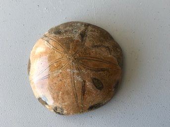 Fossilised Sand Dollar, 3 1/4 Inch Diam