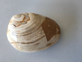 Fossilised Steamer, 3 1/2 Inch