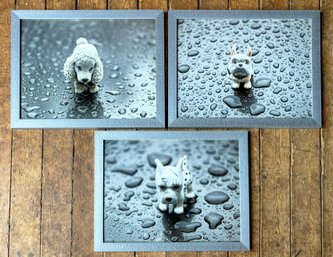 A Trio Of Modern Photographic Prints - Toy Dogs In The Rain