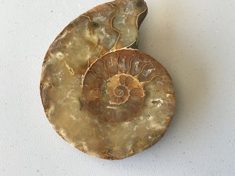 Ammonite Fossil,  4 1/2 Inch By 3 1/2 Inch