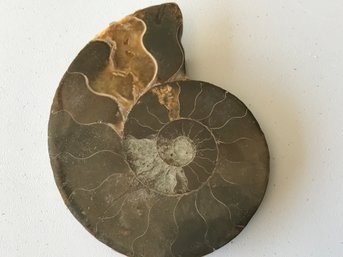 Ammonite Fossil , 4 1/2 Inch By 3 1/2 Inch