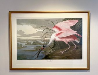 Audubon Print - Roseate Spoonbill Nicely Matted And Framed Behind Glass