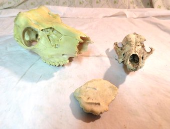 2 Animal Skulls And Bone Piece