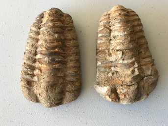 A Pair Of Trilobite Fossil From Morocco , 3 Inch Each