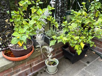 Garden Plants In Small Pots