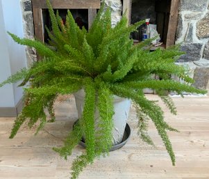 Lovely Healthy  Asparagus Fern In A Large Composite Pot