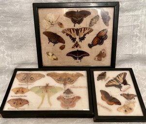 Vintage Lot Natural Butterfly Moth - Insect Specimens Taxidermy - Mounted Encased Framed Collection - Identify