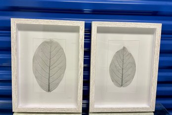 Pair Of Framed Grey Colored Leaf Specimens