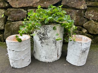 Birch Covered Lined Planters