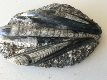 Fossil From The Desert Of Morocco , 1 LB 7 Oz,  6 Inch By 4 Inch