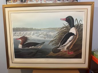 Audubon Print 'Goosander - Mergus Merganser' Beautifully Framed And Double Matted Plate #331  Glass Is Missing