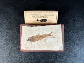 An Amazing Eocene-Age Herring Fossil