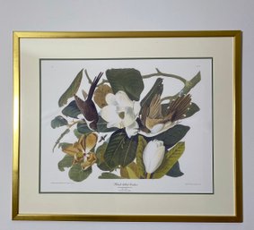 Audubon Print The Black Billed Cuckoo Matted And Framed Behind Glass