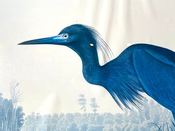 Audubon Print - The Blue Heron Framed Behind Glass In Gold Chrome