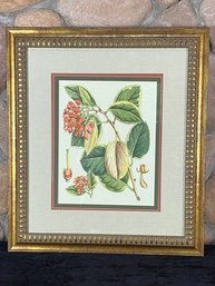 Triple Matted Botanical Study Art And Frame