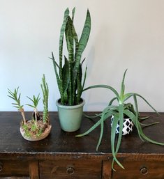 Trio Of Hearty Live Plants