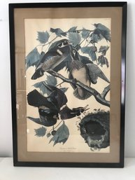 Audubon's Watercolors Summer Or Wood Duck Framed Poster