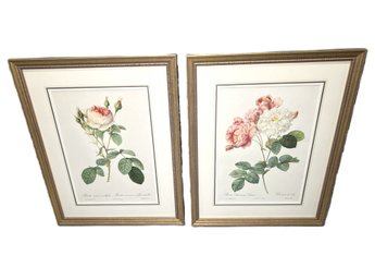 Pair Of Pierre J. Redoute Botanical Rose Prints
