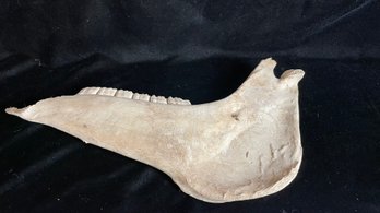 Very Old Bleached Horse Jaw Bone