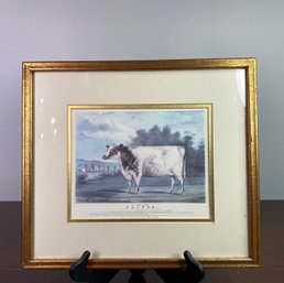 Framed Print Of Flower  The Prize Heifer